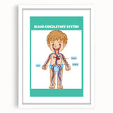 STEM Learning Wall Art - Blood Circulatory System Chart