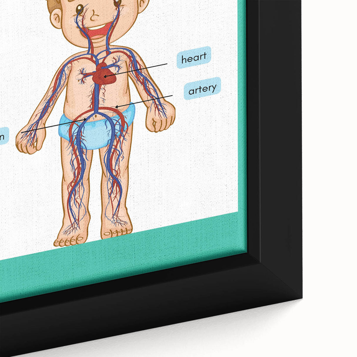 STEM Learning Wall Art - Blood Circulatory System Chart