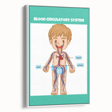 STEM Learning Wall Art - Blood Circulatory System Chart