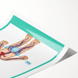STEM Learning Wall Art - Blood Circulatory System Chart