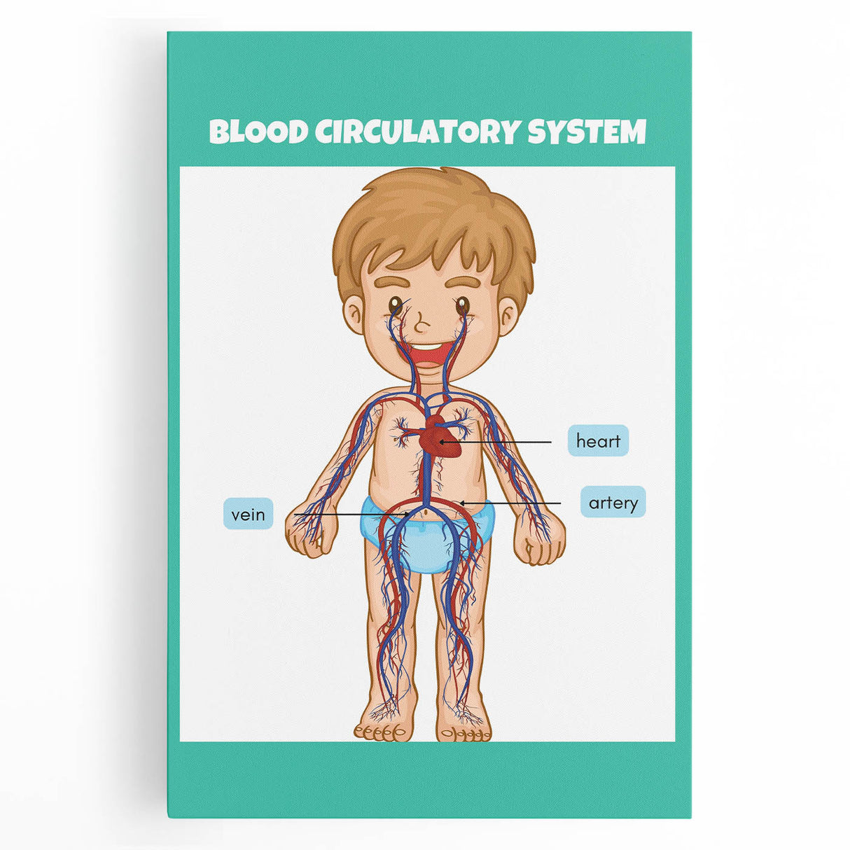 STEM Learning Wall Art - Blood Circulatory System Chart