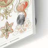 Modern Wall Art: Intricate Jellyfish Designs by Ernst Haeckel