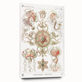 Modern Wall Art: Intricate Jellyfish Designs by Ernst Haeckel