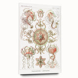 Modern Wall Art: Intricate Jellyfish Designs by Ernst Haeckel