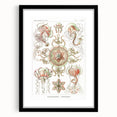 Modern Wall Art: Intricate Jellyfish Designs by Ernst Haeckel
