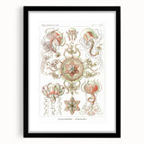 Modern Wall Art: Intricate Jellyfish Designs by Ernst Haeckel