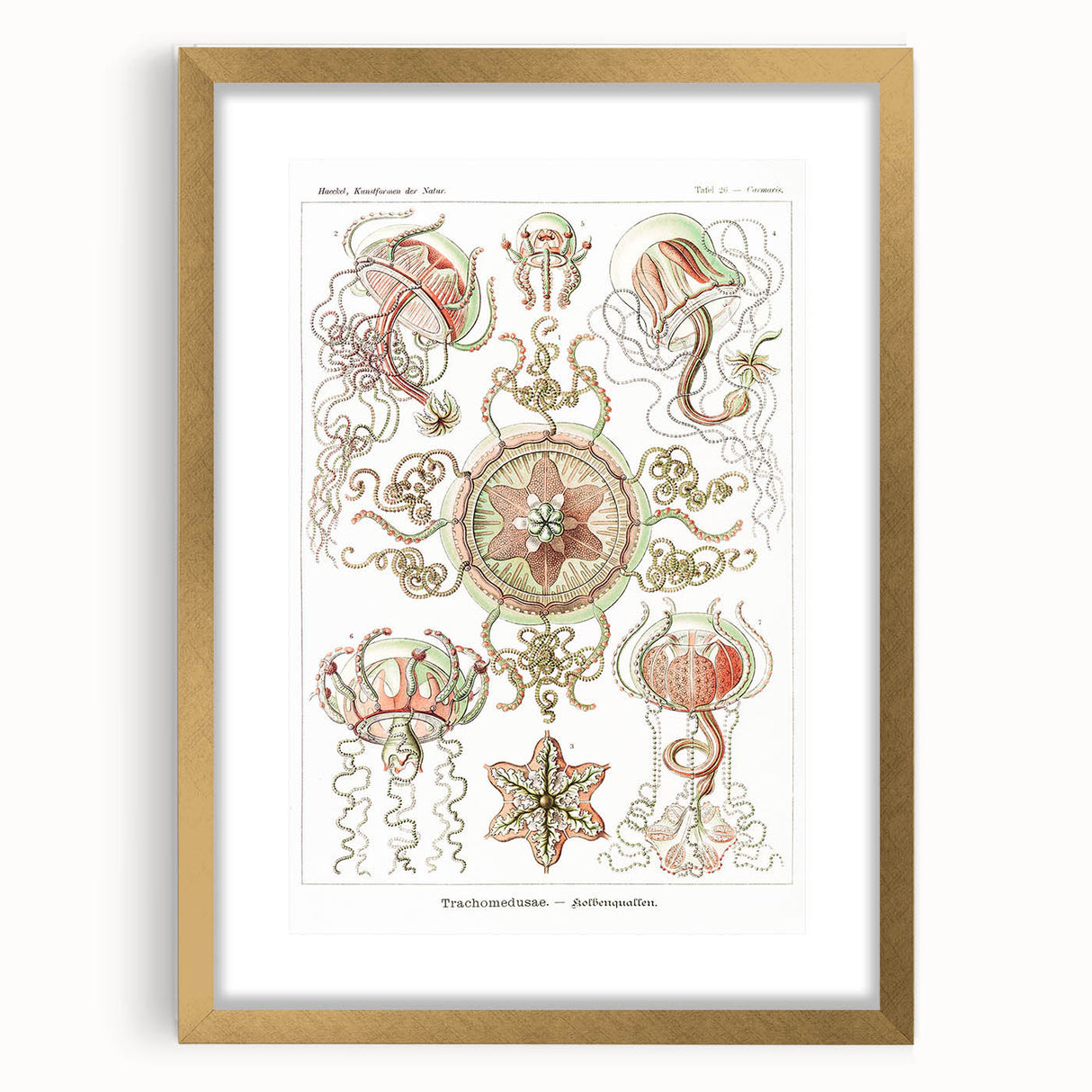 Modern Wall Art: Intricate Jellyfish Designs by Ernst Haeckel