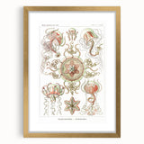 Modern Wall Art: Intricate Jellyfish Designs by Ernst Haeckel