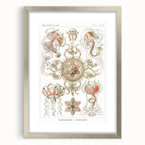 Modern Wall Art: Intricate Jellyfish Designs by Ernst Haeckel