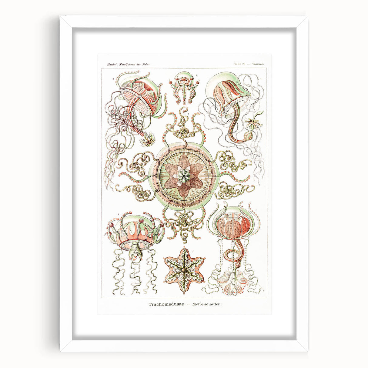 Modern Wall Art: Intricate Jellyfish Designs by Ernst Haeckel