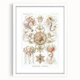 Modern Wall Art: Intricate Jellyfish Designs by Ernst Haeckel