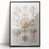 Modern Wall Art: Intricate Jellyfish Designs by Ernst Haeckel