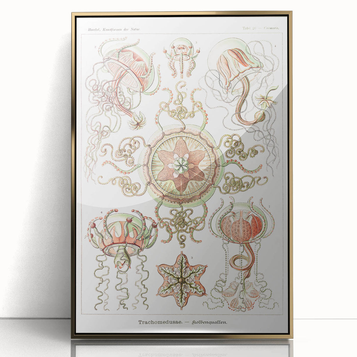 Modern Wall Art: Intricate Jellyfish Designs by Ernst Haeckel