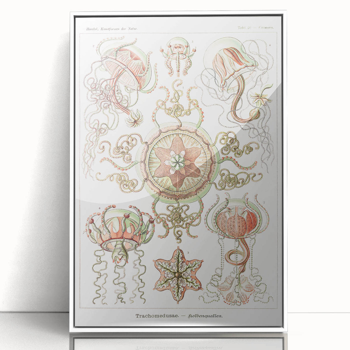 Modern Wall Art: Intricate Jellyfish Designs by Ernst Haeckel