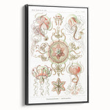 Modern Wall Art: Intricate Jellyfish Designs by Ernst Haeckel