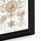 Modern Wall Art: Intricate Jellyfish Designs by Ernst Haeckel