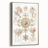 Modern Wall Art: Intricate Jellyfish Designs by Ernst Haeckel