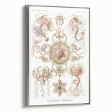 Modern Wall Art: Intricate Jellyfish Designs by Ernst Haeckel