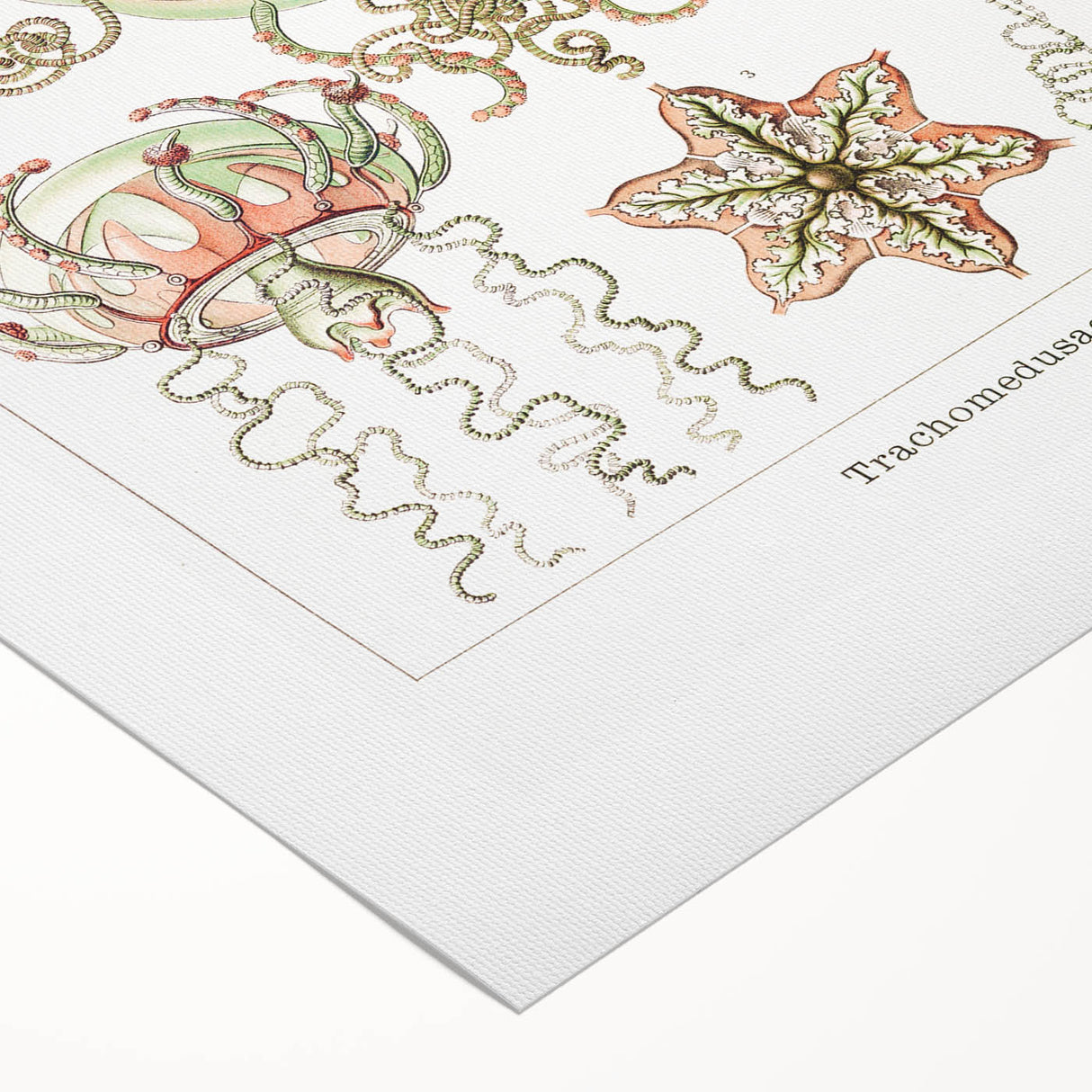 Modern Wall Art: Intricate Jellyfish Designs by Ernst Haeckel