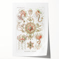 Modern Wall Art: Intricate Jellyfish Designs by Ernst Haeckel