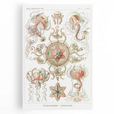 Modern Wall Art: Intricate Jellyfish Designs by Ernst Haeckel