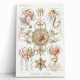 Modern Wall Art: Intricate Jellyfish Designs by Ernst Haeckel