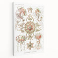 Modern Wall Art: Intricate Jellyfish Designs by Ernst Haeckel