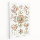 Modern Wall Art: Intricate Jellyfish Designs by Ernst Haeckel