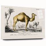 Historic Romantic Art: Camel Illustration - Cultural Romantic Wall Art