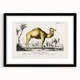 Historic Romantic Art: Camel Illustration - Cultural Romantic Wall Art
