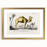 Historic Romantic Art: Camel Illustration - Cultural Romantic Wall Art