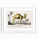 Historic Romantic Art: Camel Illustration - Cultural Romantic Wall Art