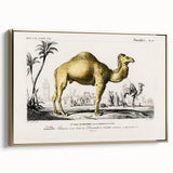 Historic Romantic Art: Camel Illustration - Cultural Romantic Wall Art