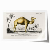 Historic Romantic Art: Camel Illustration - Cultural Romantic Wall Art