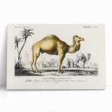 Historic Romantic Art: Camel Illustration - Cultural Romantic Wall Art
