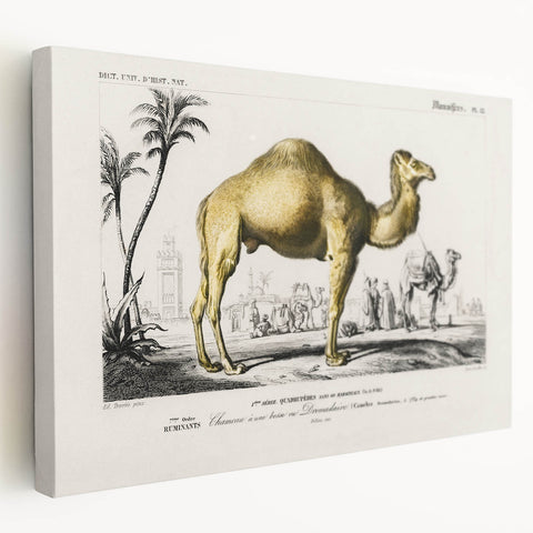 Historic Romantic Art: Camel Illustration - Cultural Romantic Wall Art