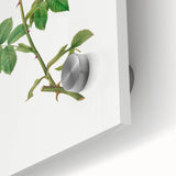 Neoclassical Art Prints: Rosa Collina Monsoniana by Pierre-Joseph Redouté