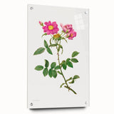 Neoclassical Art Prints: Rosa Collina Monsoniana by Pierre-Joseph Redouté