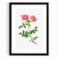 Neoclassical Art Prints: Rosa Collina Monsoniana by Pierre-Joseph Redouté