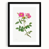 Neoclassical Art Prints: Rosa Collina Monsoniana by Pierre-Joseph Redouté