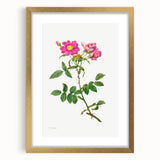 Neoclassical Art Prints: Rosa Collina Monsoniana by Pierre-Joseph Redouté