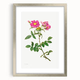 Neoclassical Art Prints: Rosa Collina Monsoniana by Pierre-Joseph Redouté