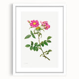 Neoclassical Art Prints: Rosa Collina Monsoniana by Pierre-Joseph Redouté