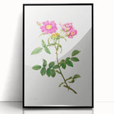 Neoclassical Art Prints: Rosa Collina Monsoniana by Pierre-Joseph Redouté