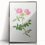 Neoclassical Art Prints: Rosa Collina Monsoniana by Pierre-Joseph Redouté