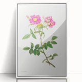 Neoclassical Art Prints: Rosa Collina Monsoniana by Pierre-Joseph Redouté