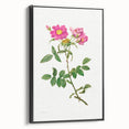 Neoclassical Art Prints: Rosa Collina Monsoniana by Pierre-Joseph Redouté