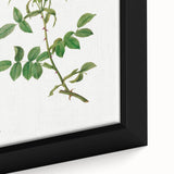 Neoclassical Art Prints: Rosa Collina Monsoniana by Pierre-Joseph Redouté