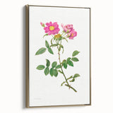 Neoclassical Art Prints: Rosa Collina Monsoniana by Pierre-Joseph Redouté