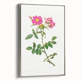 Neoclassical Art Prints: Rosa Collina Monsoniana by Pierre-Joseph Redouté